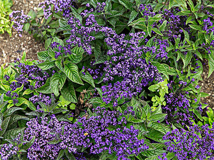 星空体育登录种植基地六