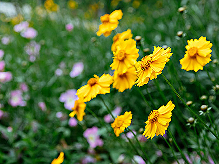 星空体育登录种植基地三