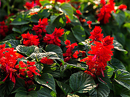 星空体育登录种植基地四